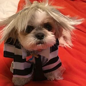 Beetlejuice Beetlejuice Beetlejuice costume for a small/medium breed.